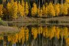 USA-Colorado-Uncompahgre National Forest Aspen grove reflects in pond Art Print